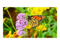 NEC MultiSync UN552S 55' Digital skiltning 1920 x 1080