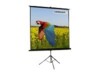 Celexon Economy tripod screen 104'